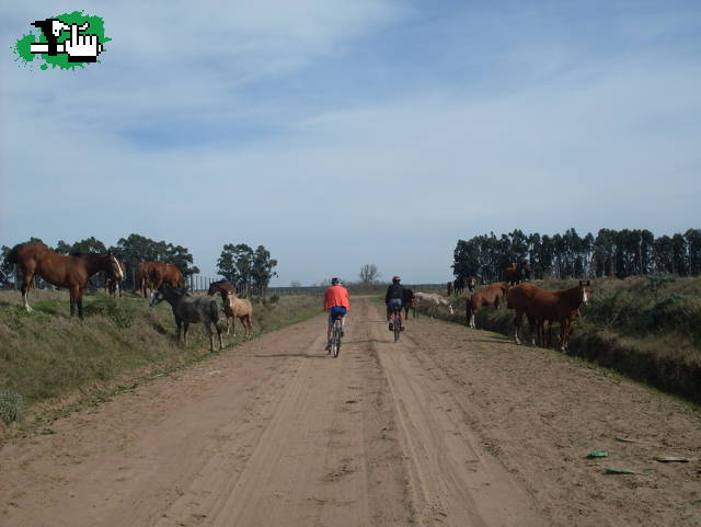 piquete equino......