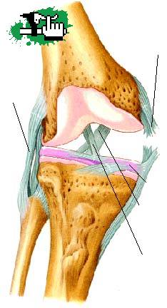 lesion en la rodilla