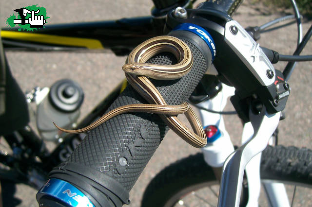COPILOTA DE BLACKRIDER