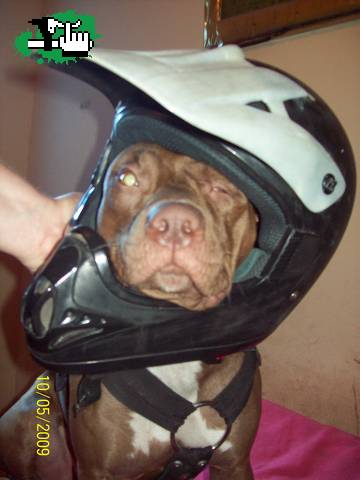 pitbull DH