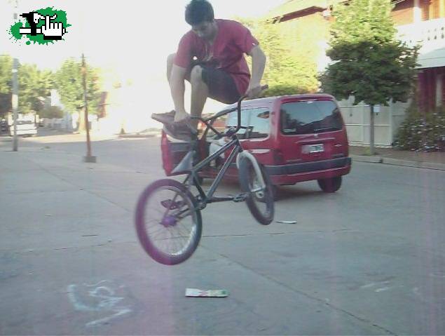 bunny whip