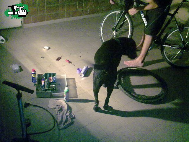 Perro quiere arreglar la bici