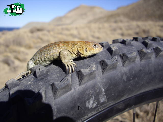 tendria que ir en una seccion de animales y cosas raras