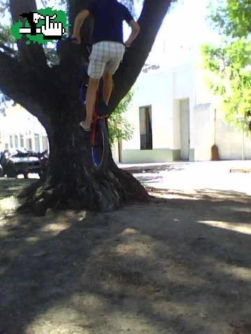 como se llama yo creo q treetap 