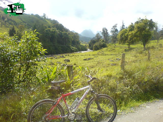 gallinazo manizales (caldas)