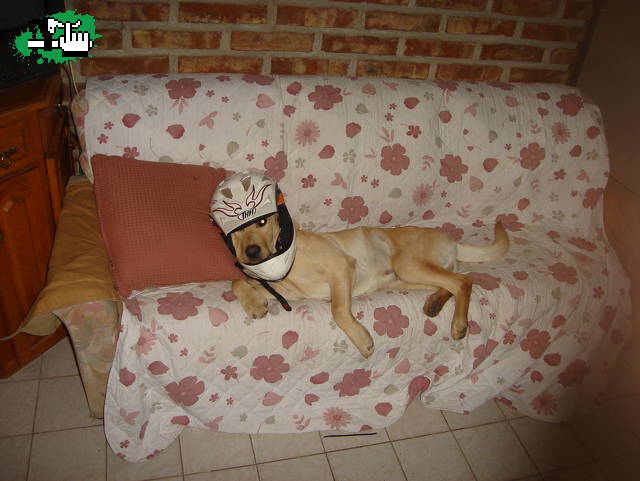 mi perrito extremo