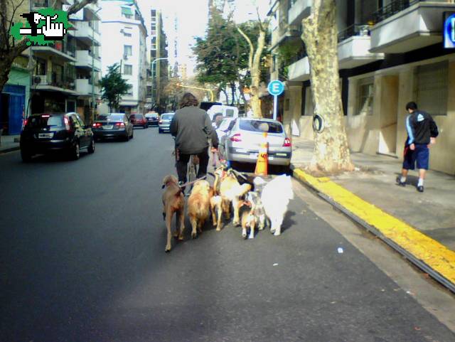 salida canina