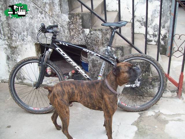 El Guardian de la Corratec