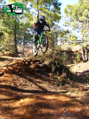 Santa cruz jackal