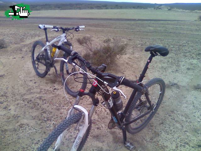 Salidita Patagonica