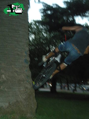 a la palmera