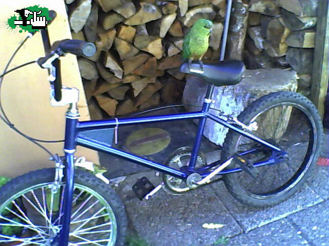 q saen de loro biker