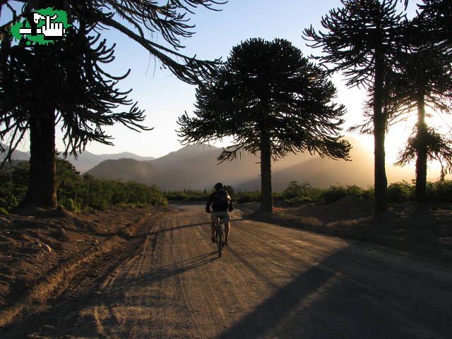 Bici y Pehuenes!