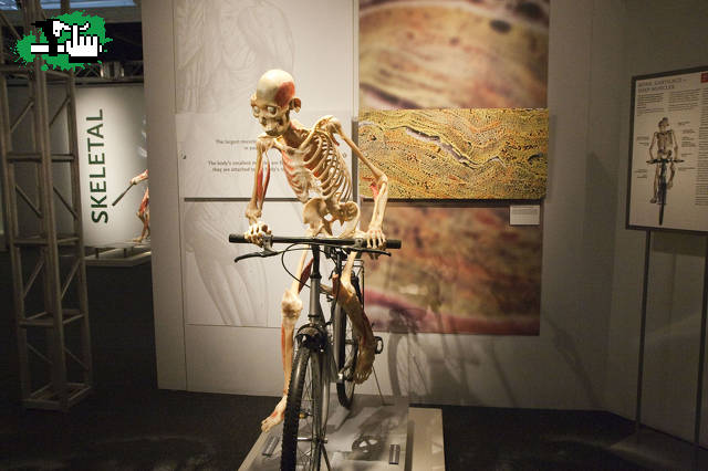 Uno que se lo tomo en serio: Bodies Revealed. Real y fascinante