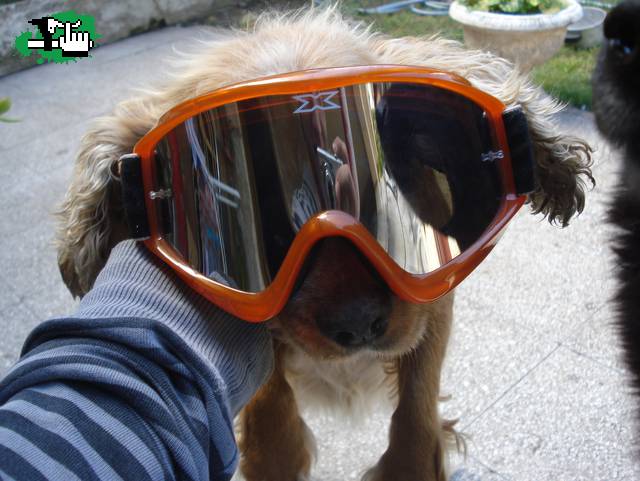 DOG DH TEAM! jjaja