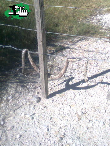 pequeña vivora en las sierras de Balcarce.