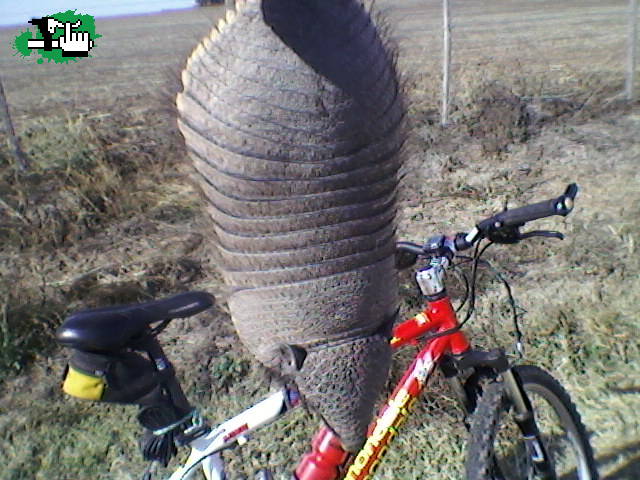 ruraleando con bichos