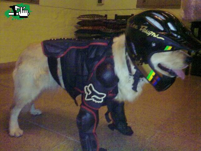 The DOG