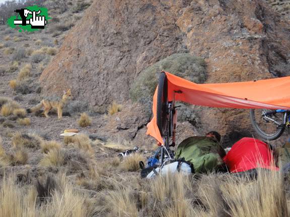 El zorro vino a desayunar con nosotros