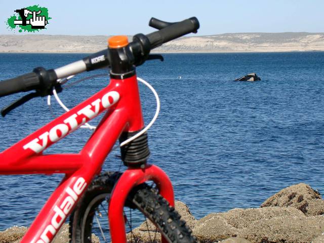 Pedaleando con ballenas en Península Valdés