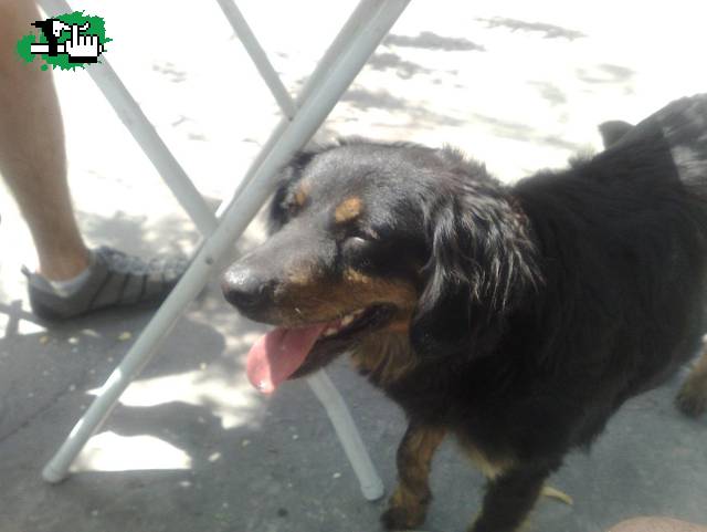 Video Perro+Biker