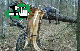 VENIA A LOS PALOS