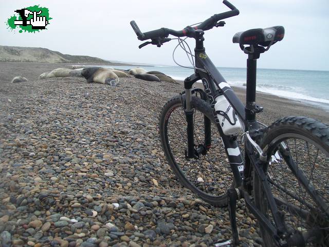 Por la costa patagonica
