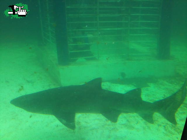 buceo con mis amigos, los tiburones