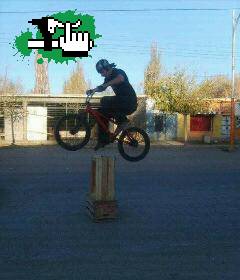 mi bunny
