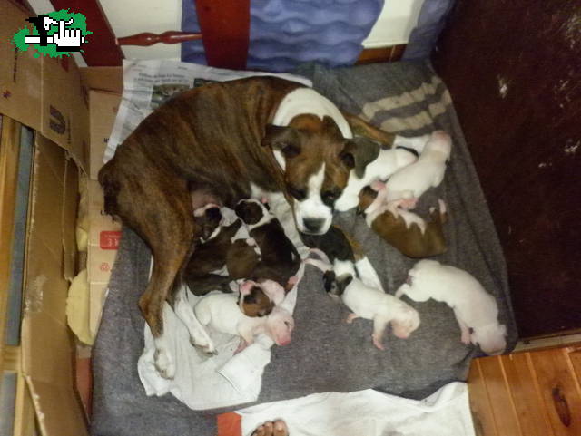 cachorros boxer