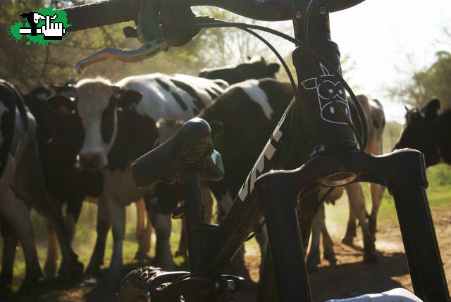 Vacas 