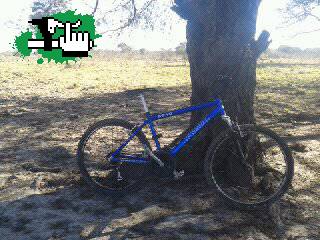 campo