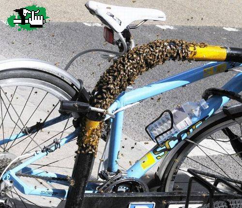 Curiosidades del Ciclismo...Que me roben la bici!!!!