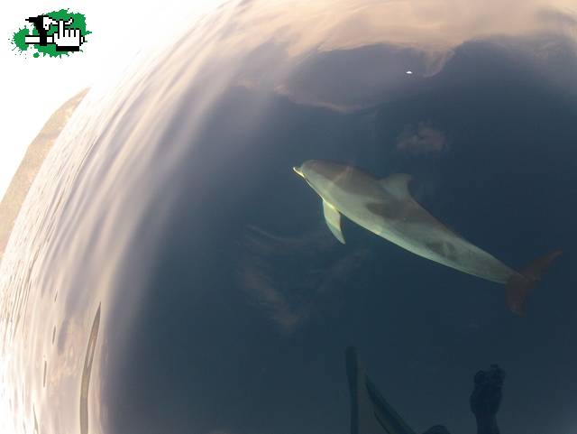 delfines en venezuela