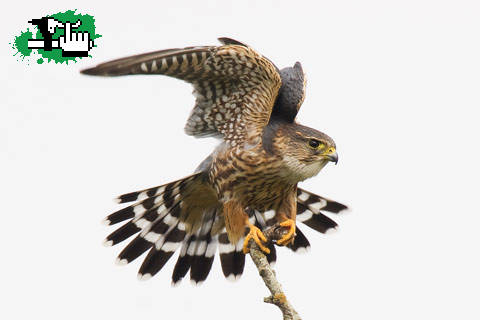 Catalogo de Aves