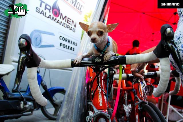 Chihuahua!!