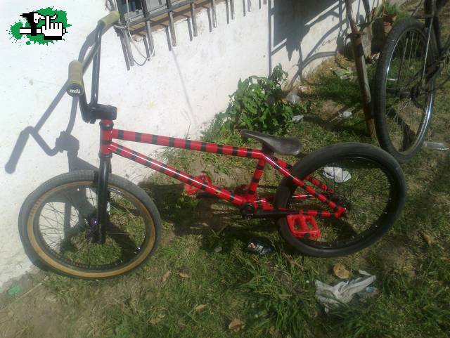 Les Presento a FREEDY !