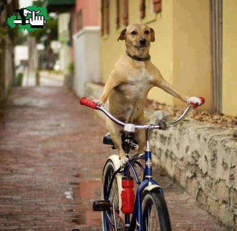 29-4 Dia del Animal (en bici)