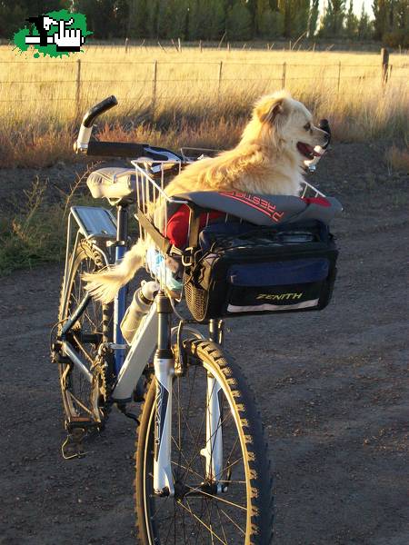Dia del animal