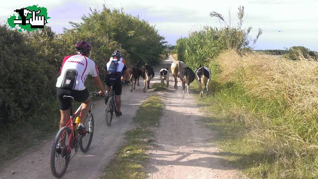 arreando en Paran, Entre Ros, Argentina