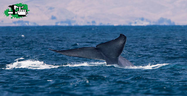 Ballenas Bike Tours