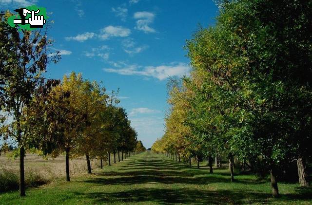 CHACRA TIERRA DE MORAS. SAN A. DE GILES