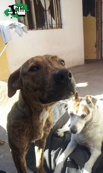 [ URGENTE ] perra atigrada en adopcion - Moron Sur