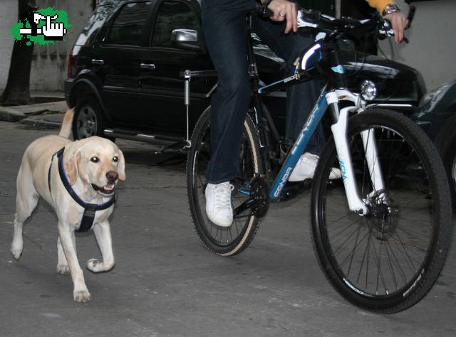 Para disfrutar de tu mascota y del placer de andar en bicicleta en Ciudad de Buenos Aires, Ciudad de Buenos Aires, Argentina