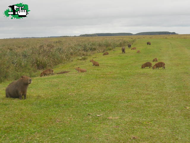 IBERA DESCONOCIDO + P.N. MBURUCUYA (Corrientes).