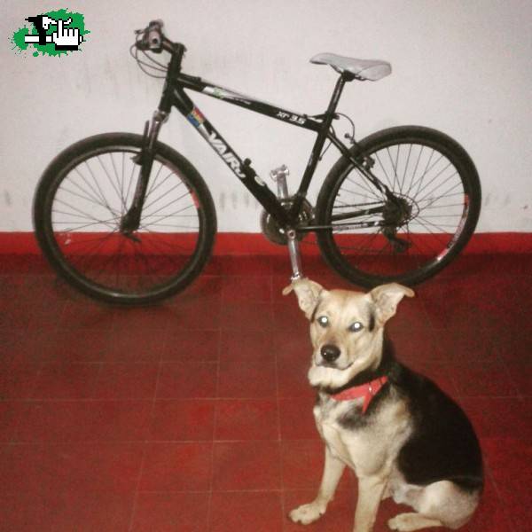 Vairo xr