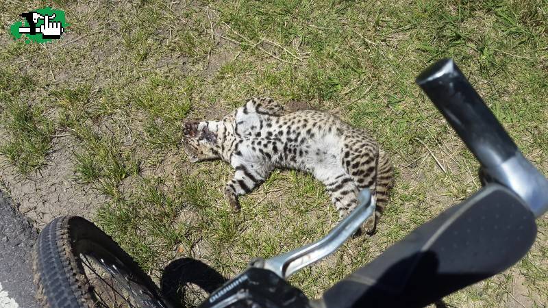 TIGRE MUERTO EN LA RUTA A TORRES