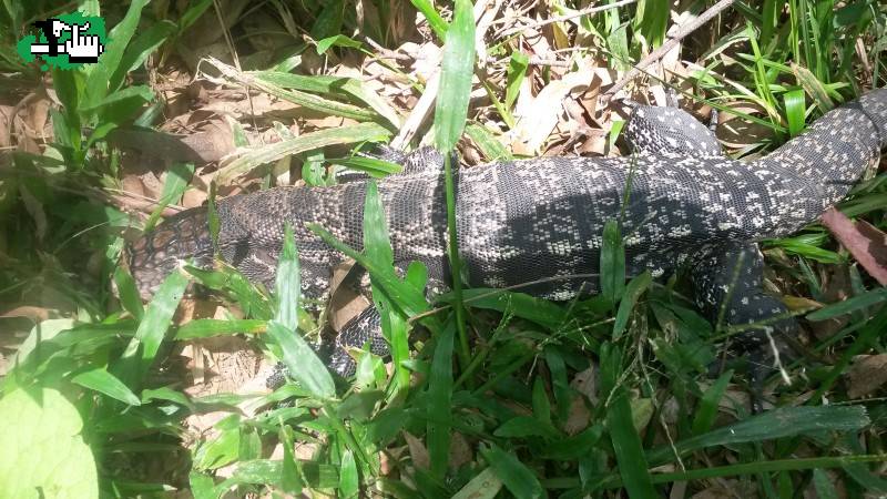 LA IGUANA DEL CADEN