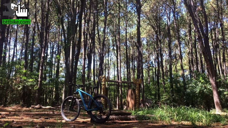 Calma en el Bosque.