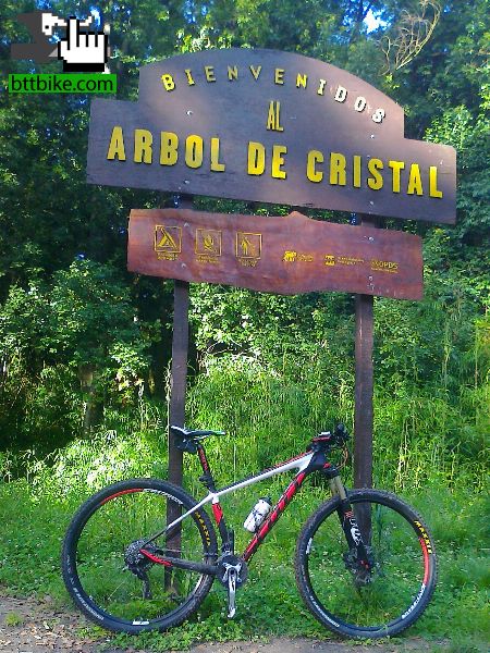 arbol de cristal 